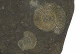 Dactylioceras Ammonite Cluster - Posidonia Shale, Germany #100278-2